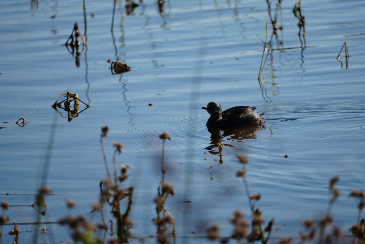 pygmédykker - ML645946293