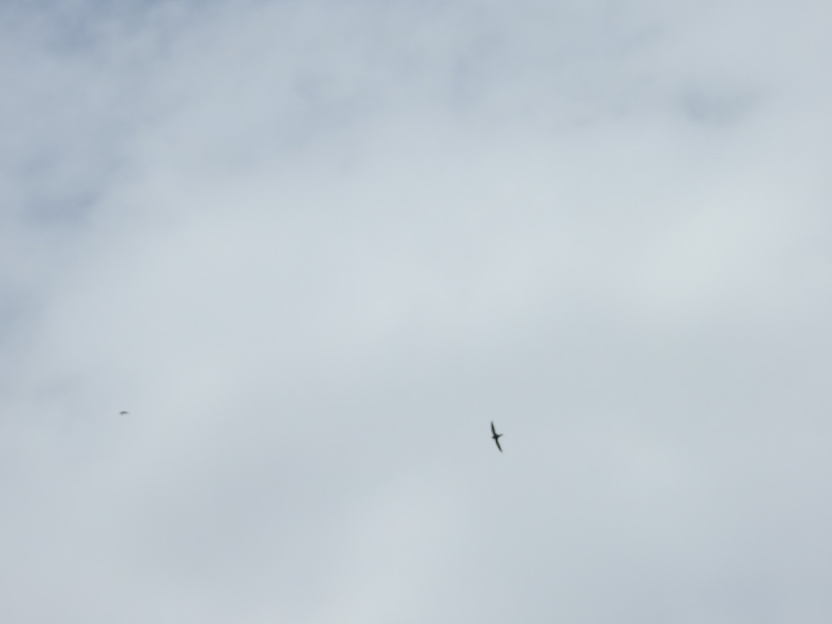 ub. liten seiler - ML645946296