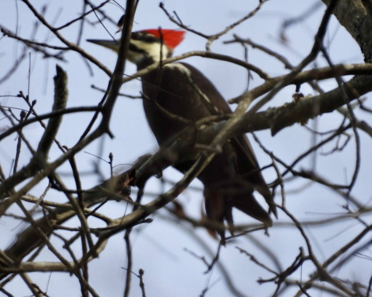 hvitbrynsvartspett - ML645946297