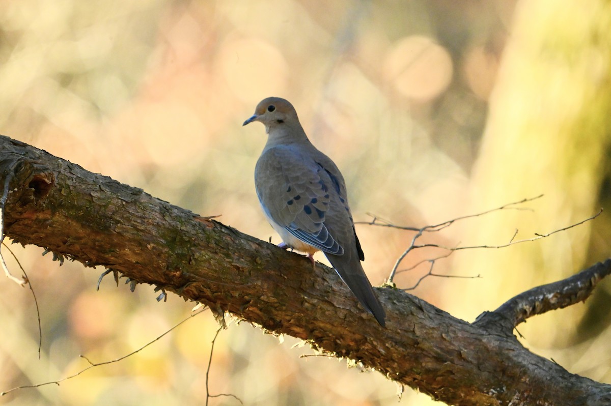 sørgedue - ML645946298