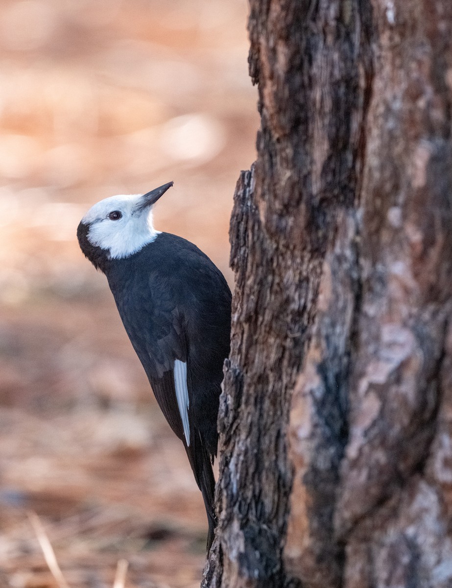 White-headed Woodpecker - ML645946299