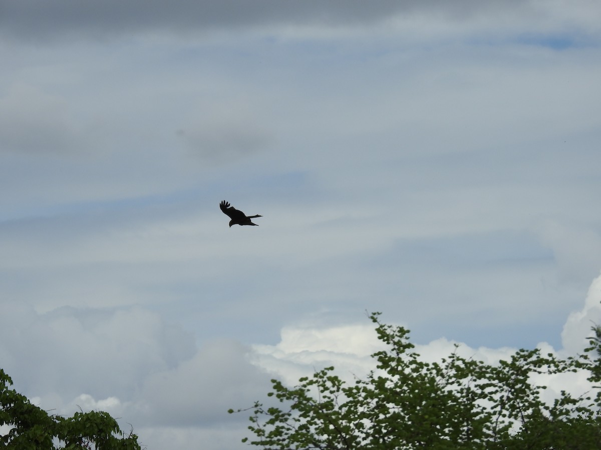 svartglente - ML645946300