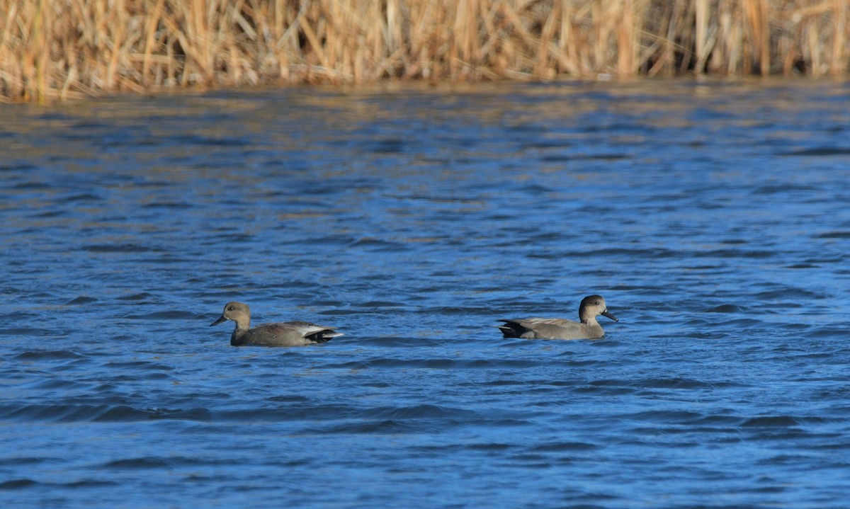 snadderand - ML645946301