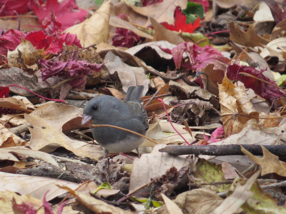 vinterjunko - ML645946302