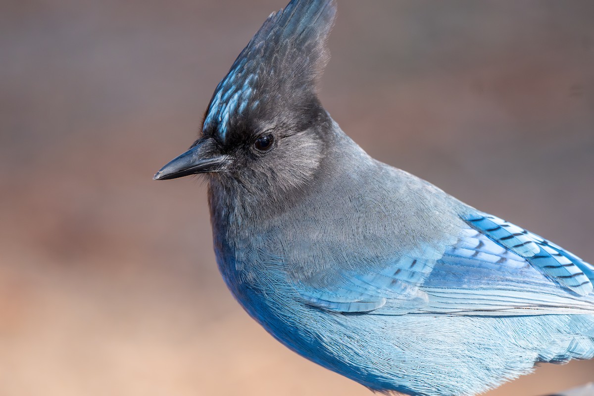 Steller's Jay - ML645946303