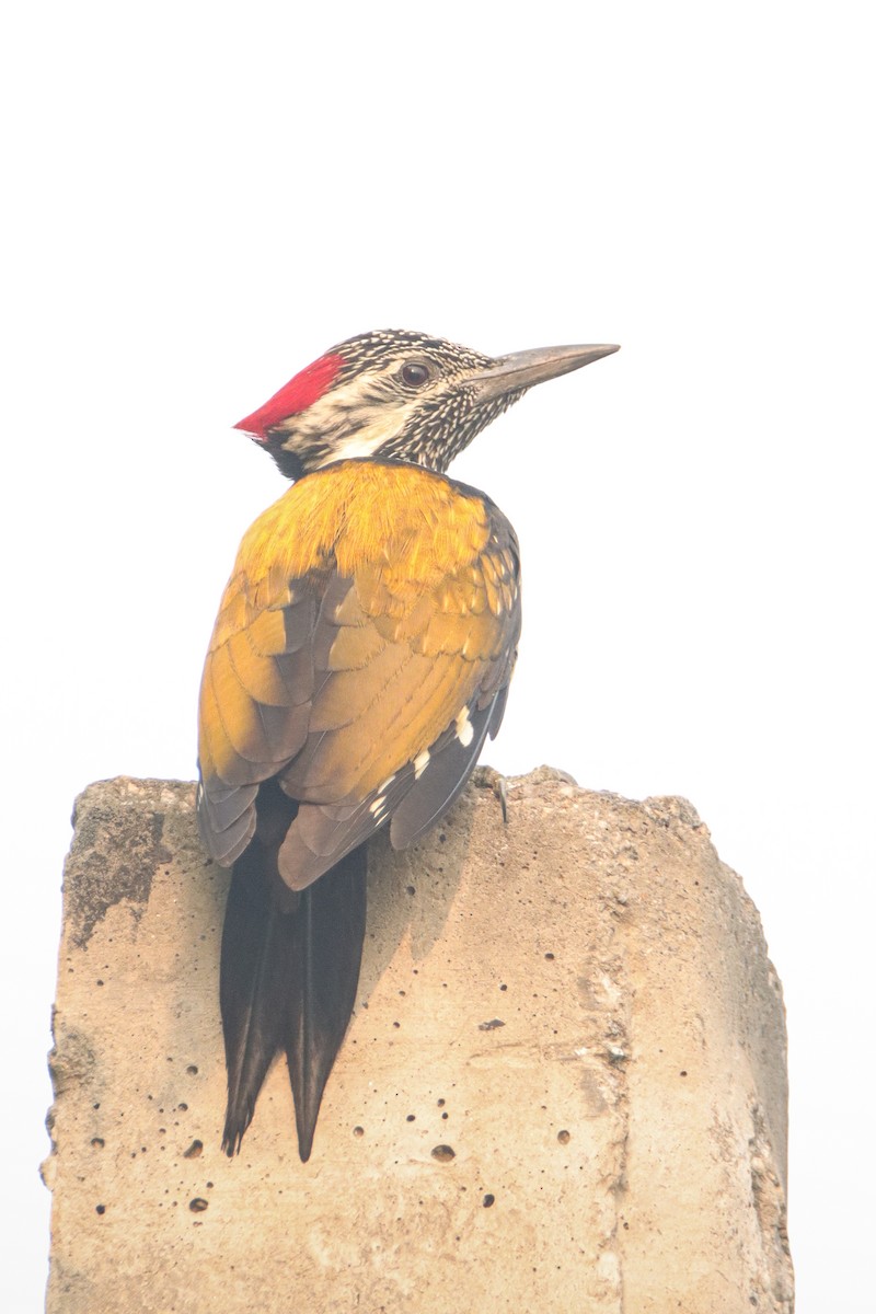 Black-rumped Flameback - ML645946312