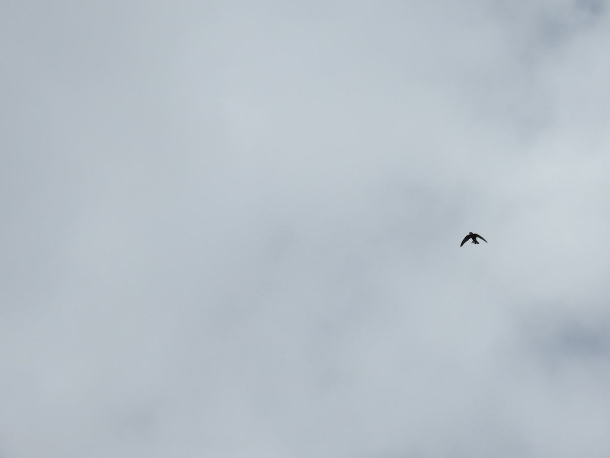 large swift sp. - ML645946315