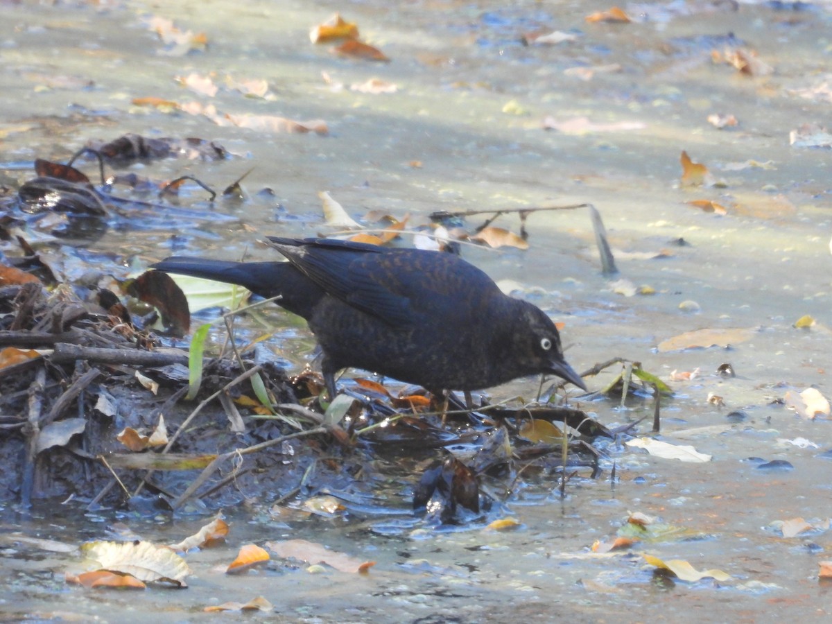 Rusty Blackbird - ML645946318