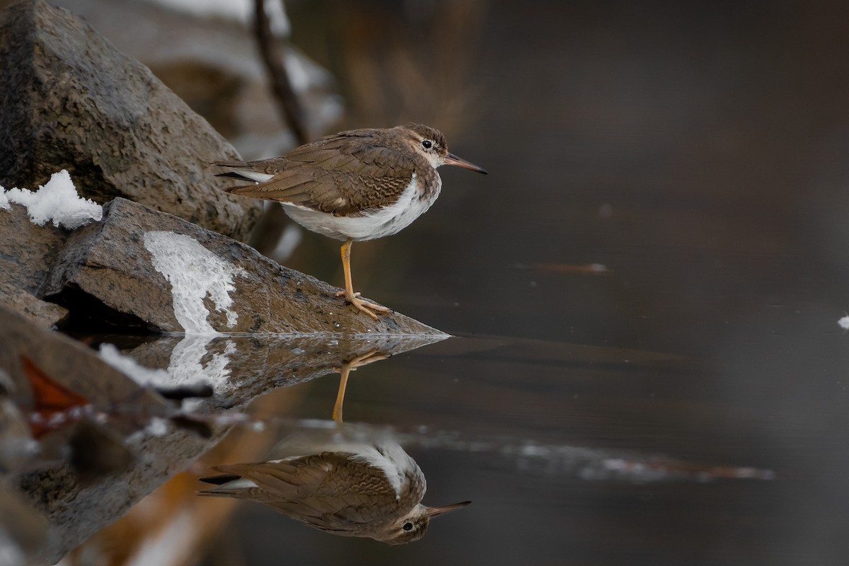 Spotted Sandpiper - ML645946329