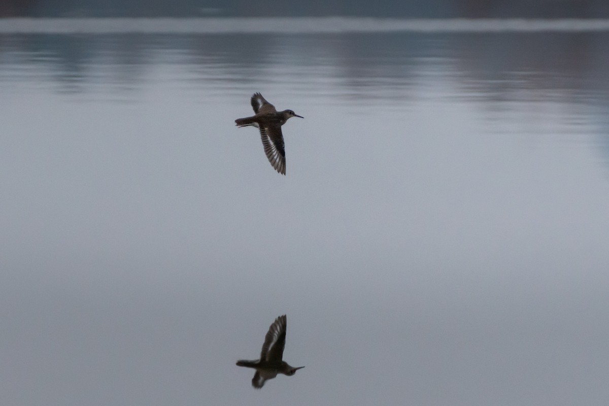 Spotted Sandpiper - ML645946330