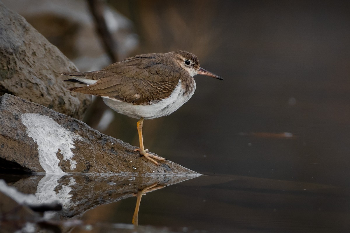 Spotted Sandpiper - ML645946331