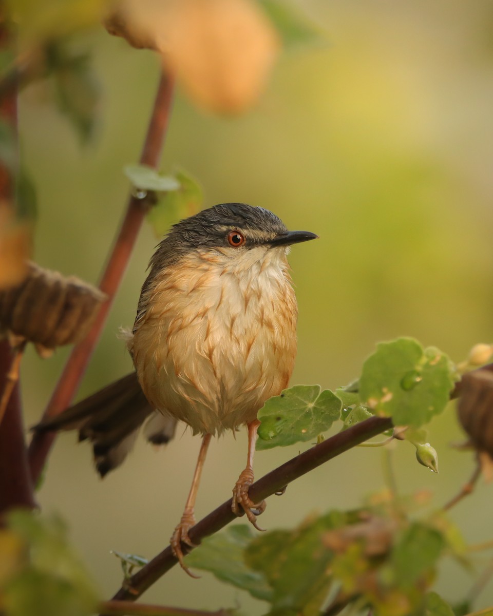 Ashy Prinia - ML645946332