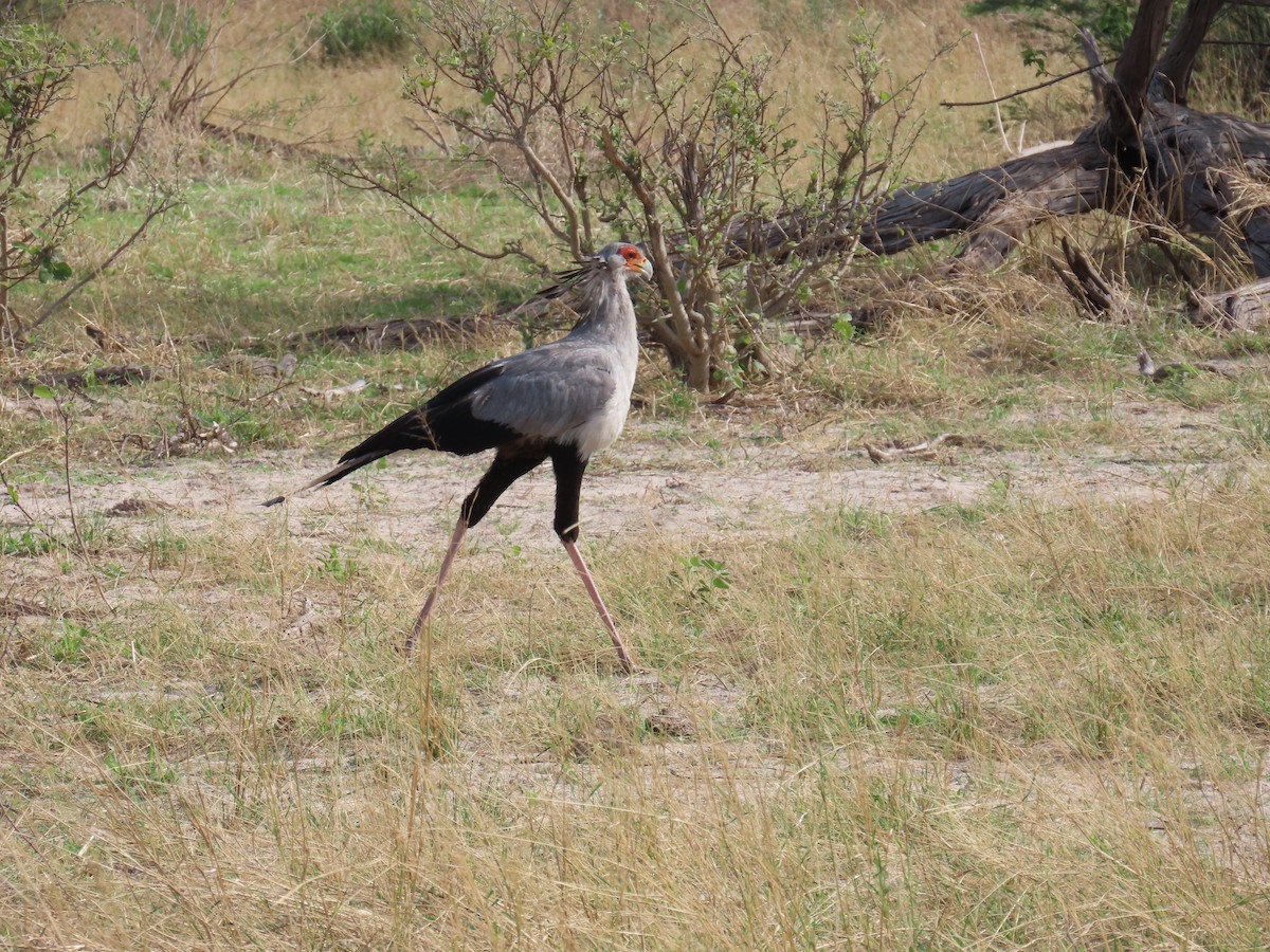 Secretarybird - ML645946336
