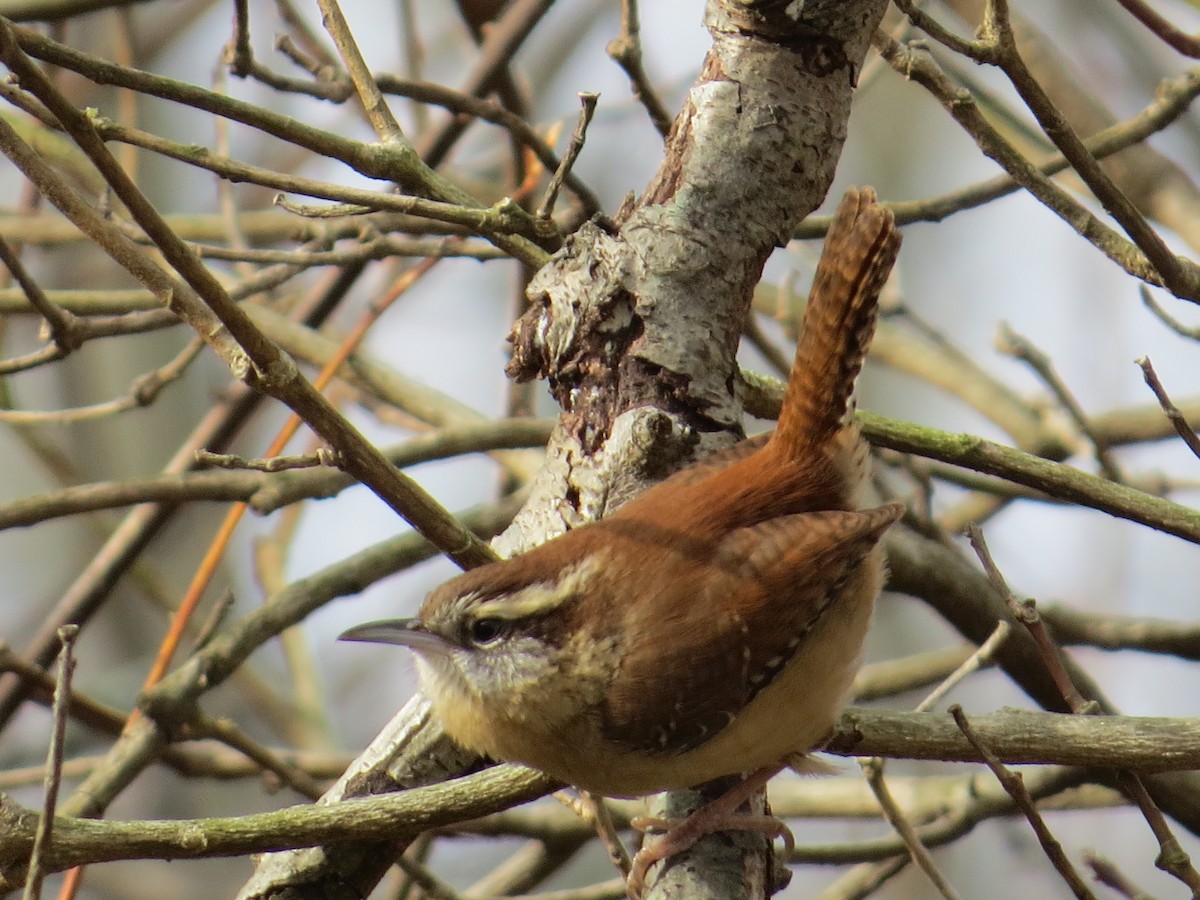 Carolina Wren - ML645946337
