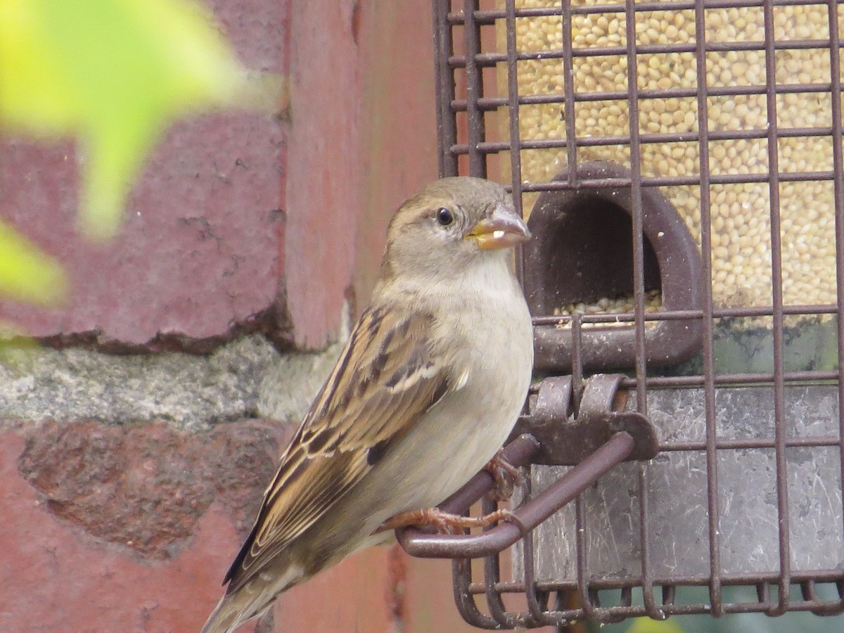 House Sparrow - ML645946363