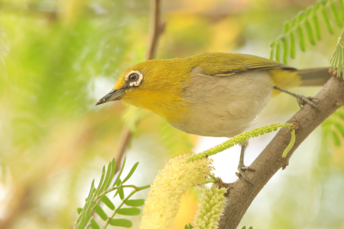 Indian White-eye - ML645946364