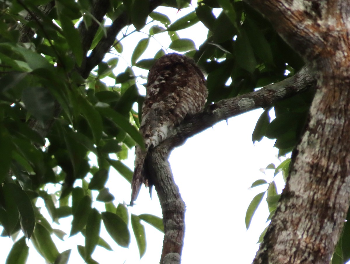 Great Potoo - ML645946366