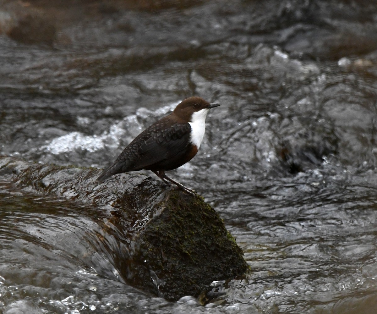 Пронурок біловолий - ML645946367