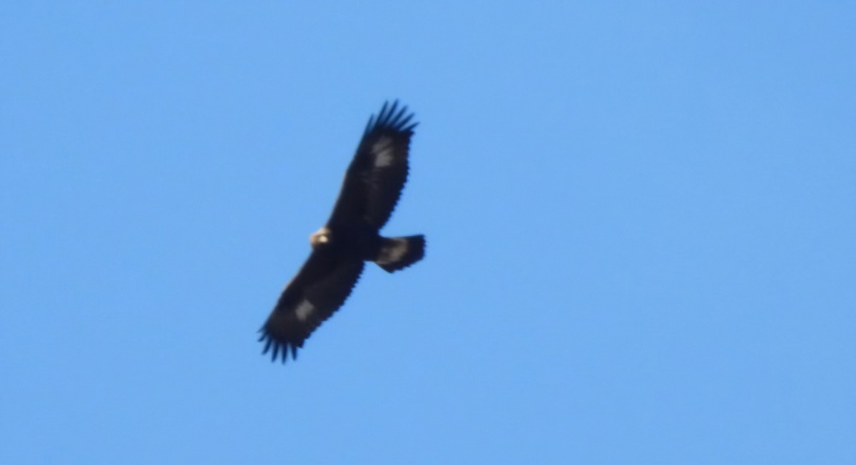 Golden Eagle - ML645946384