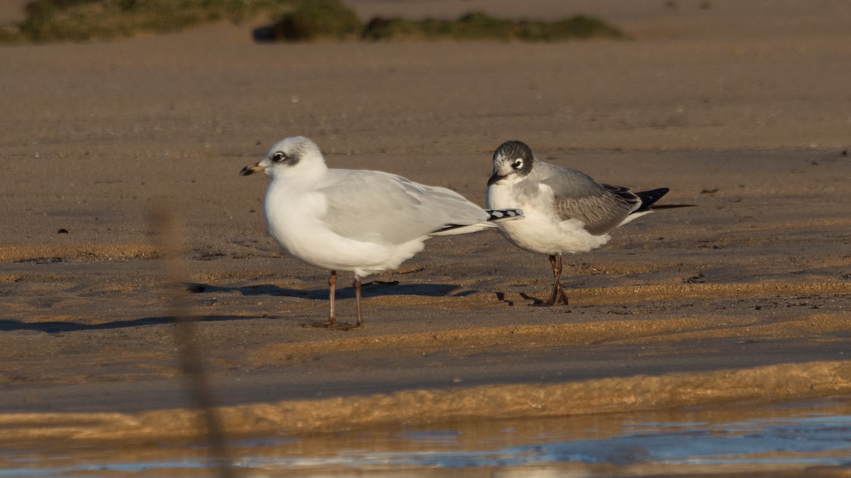 Mediterranean Gull - ML645946391