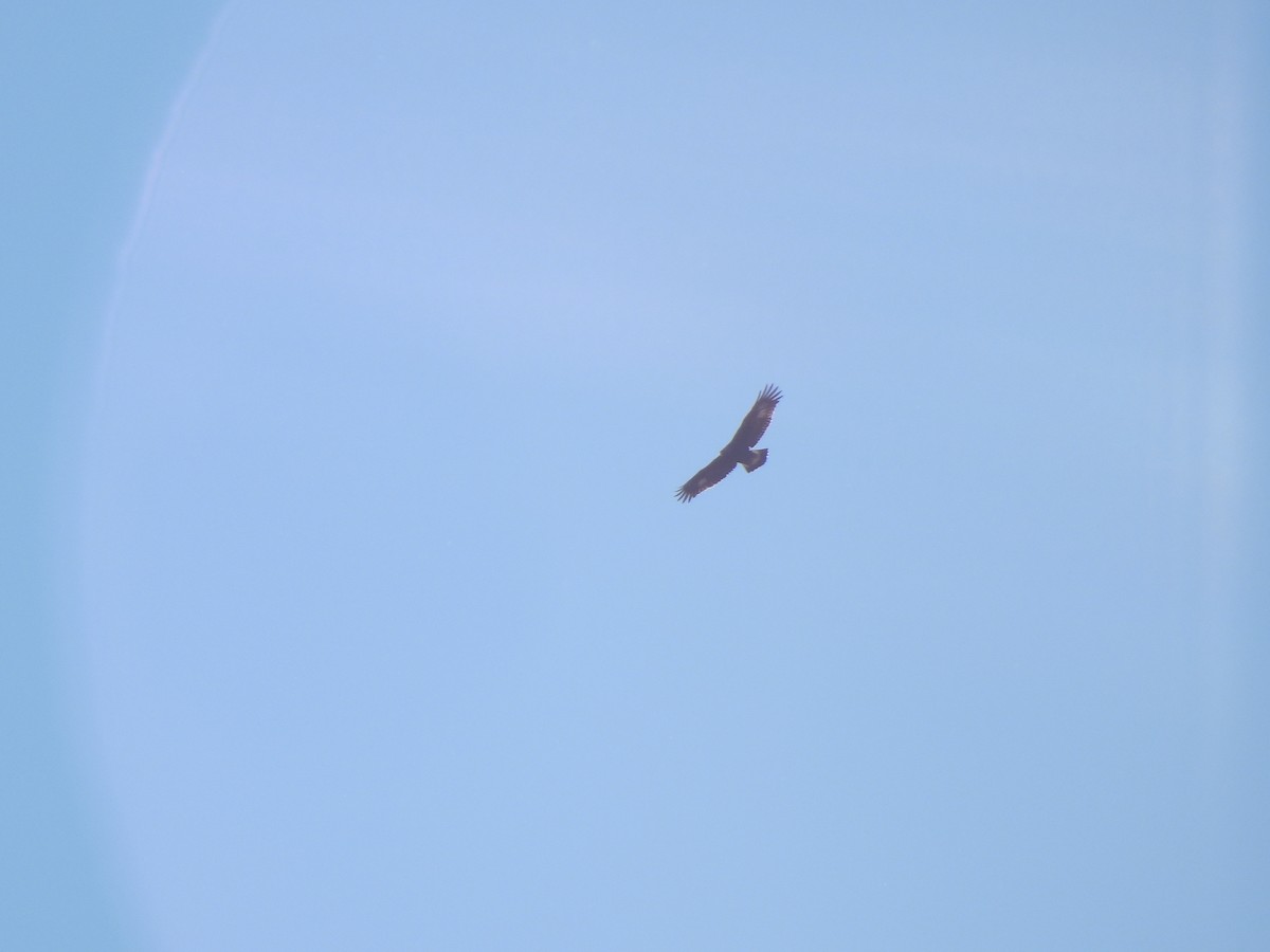 Golden Eagle - ML645946392