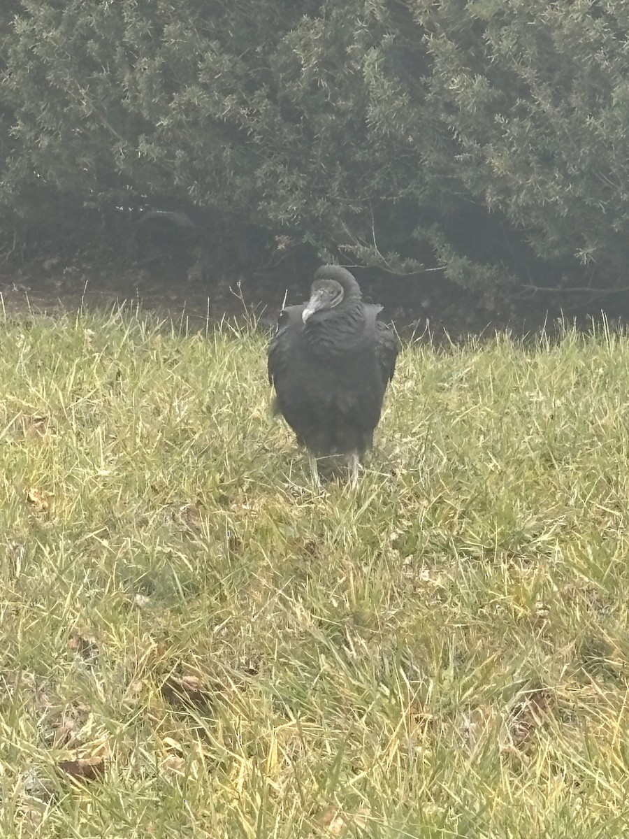 Black Vulture - ML645946400