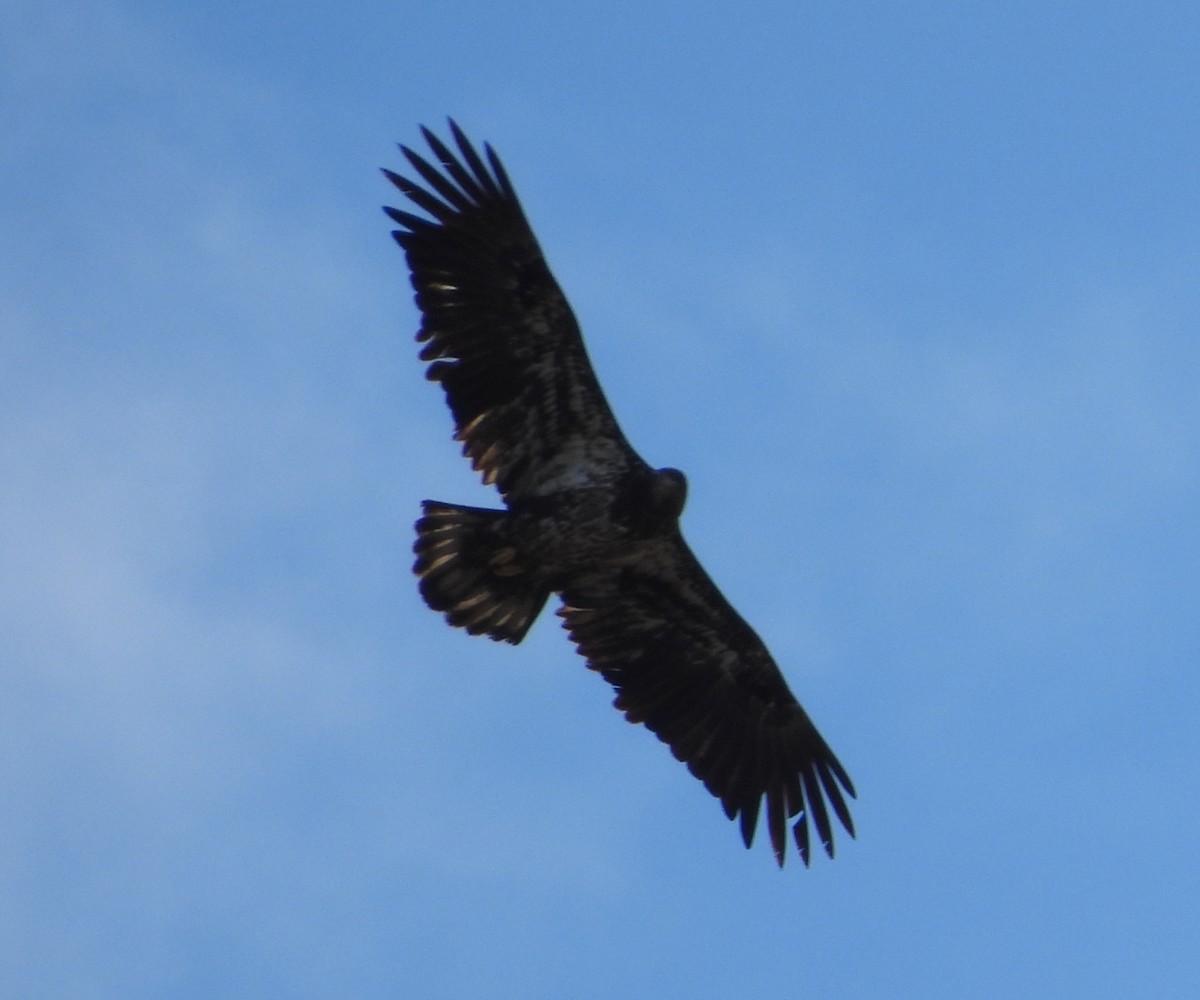 Bald Eagle - ML645946405