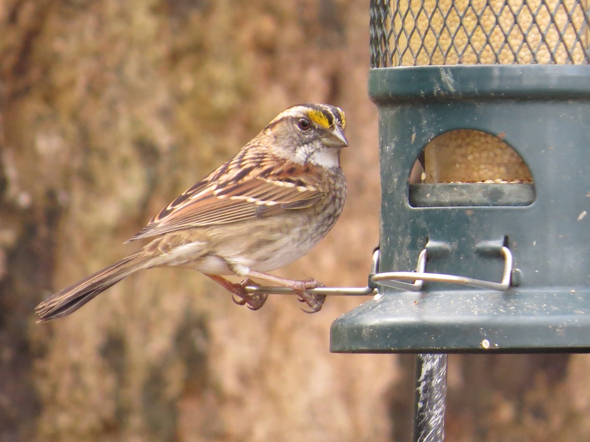 White-throated Sparrow - ML645946407