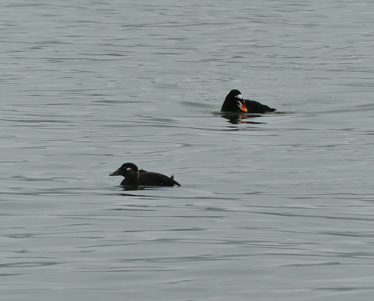 Surf Scoter - ML645946426