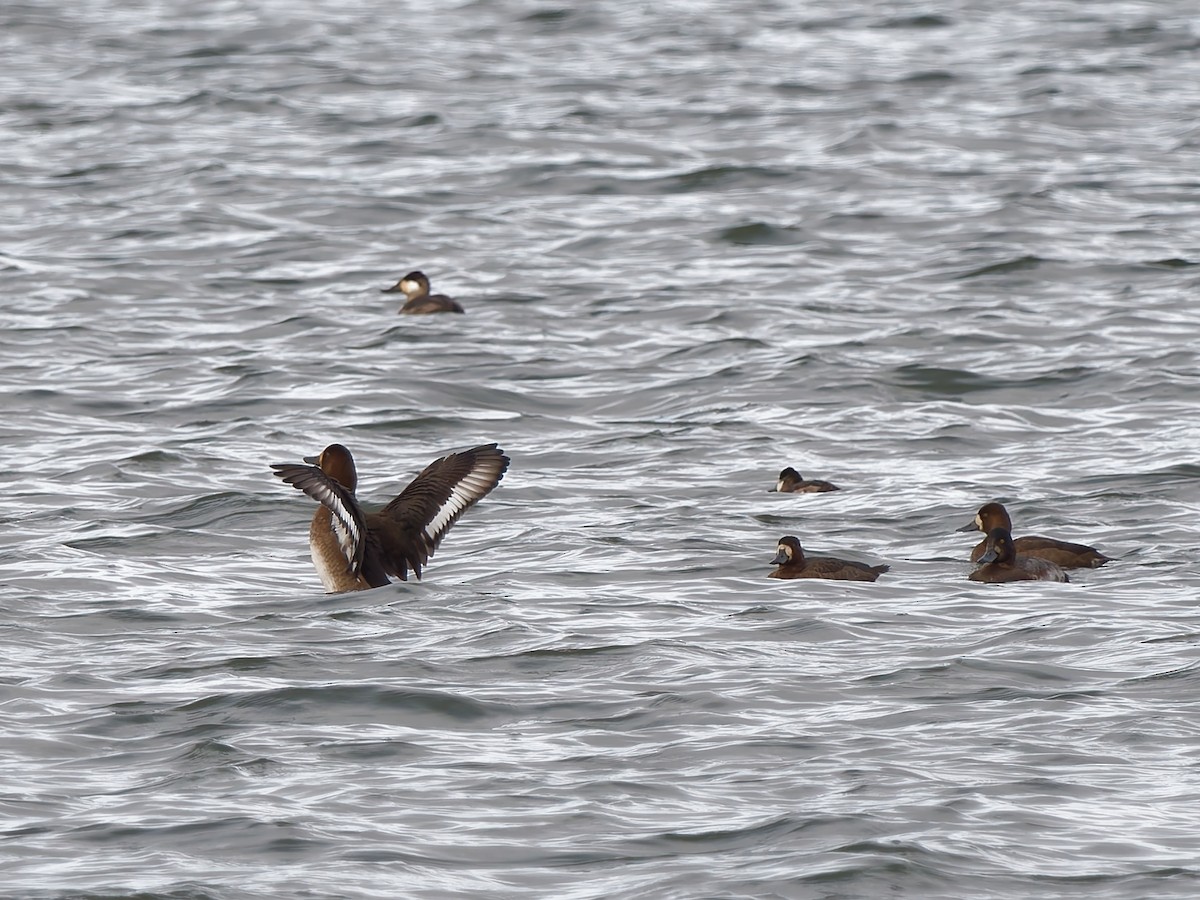 polák kaholka - ML645946428