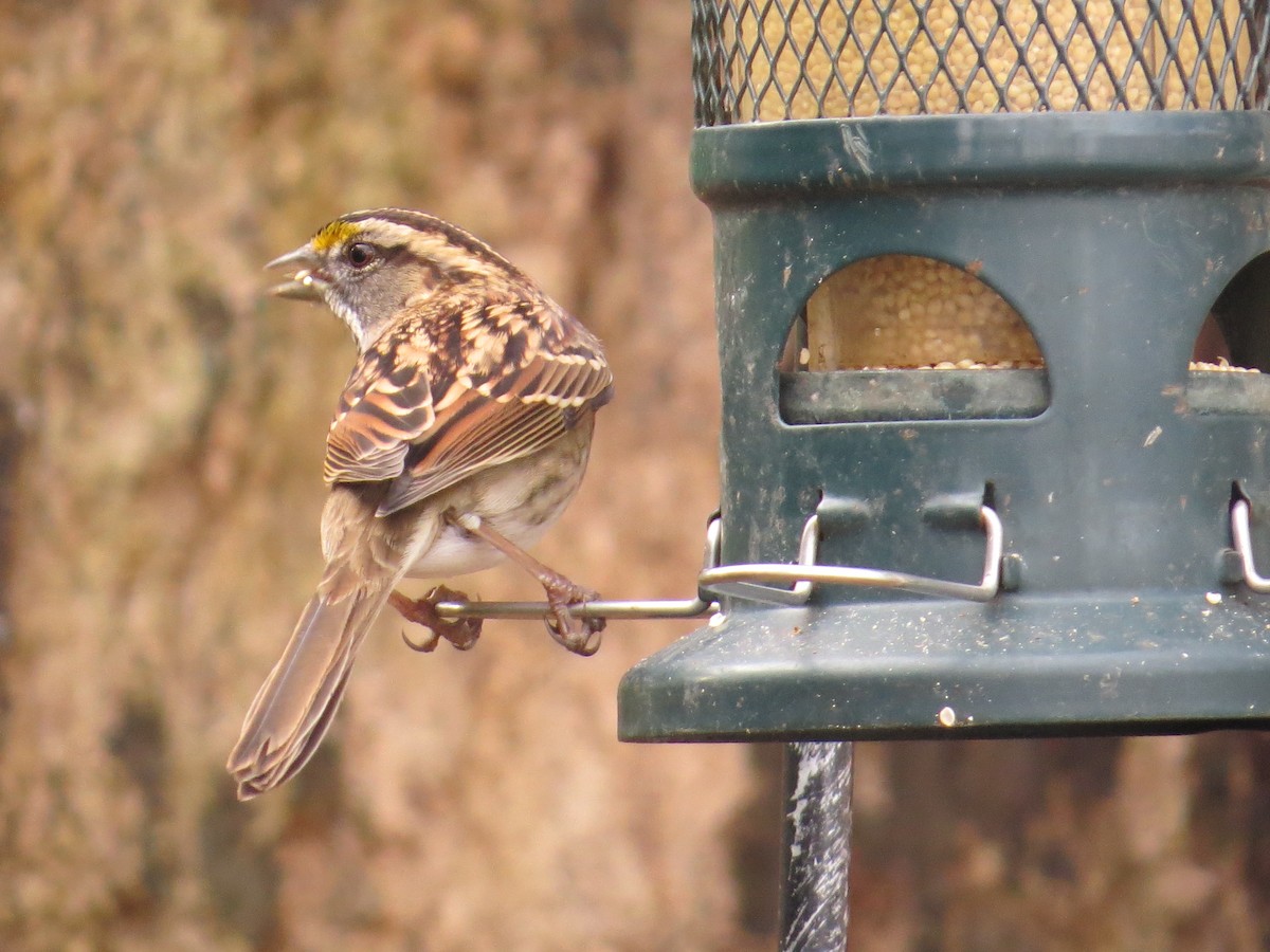 White-throated Sparrow - ML645946430