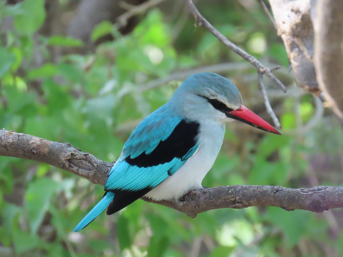 Woodland Kingfisher - ML645946431