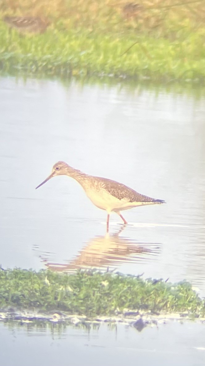 Greater Yellowlegs - ML645946432