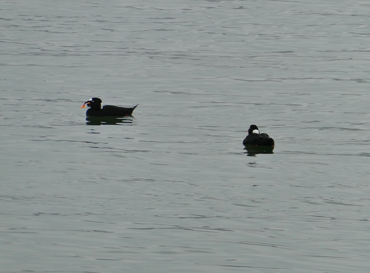 Surf Scoter - ML645946442