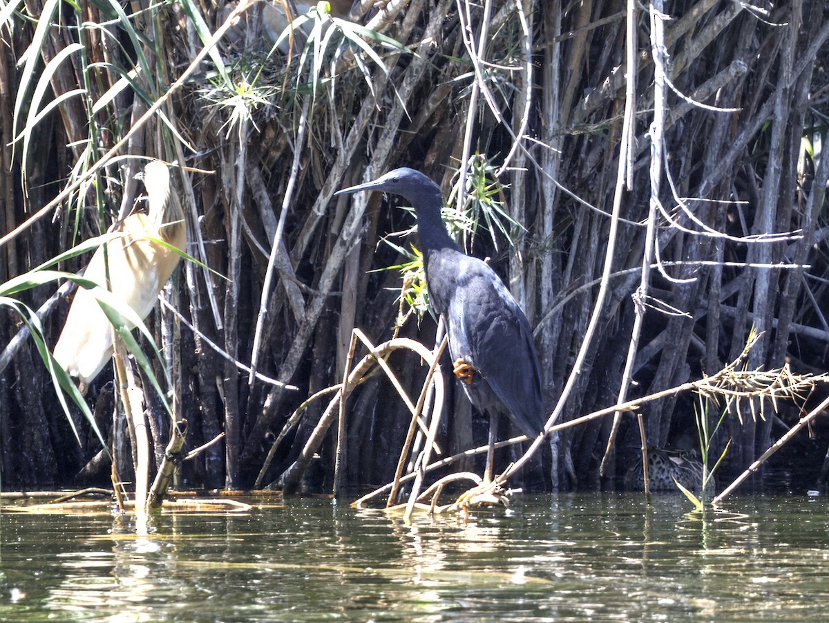 Glockenreiher - ML645946443