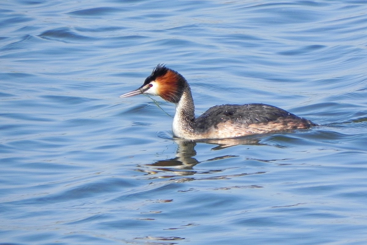 Great Crested Grebe - ML645946450