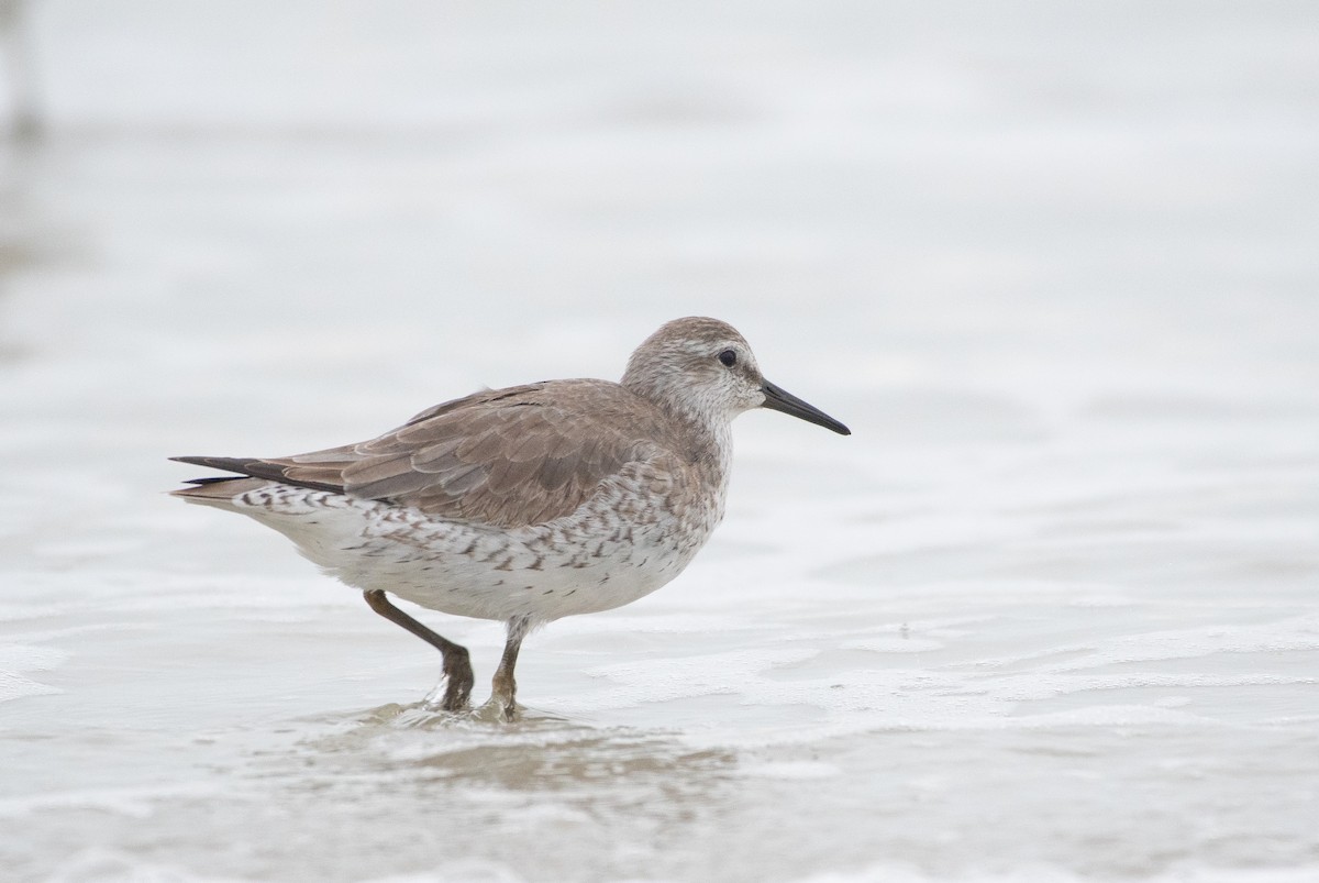 חופית להקנית - ML645946451