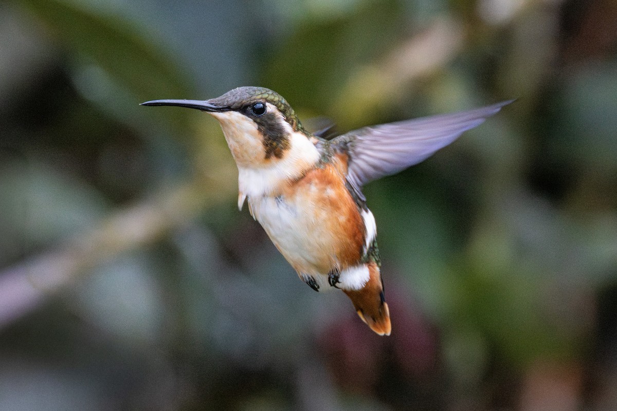 hvitbukkolibri - ML645946455