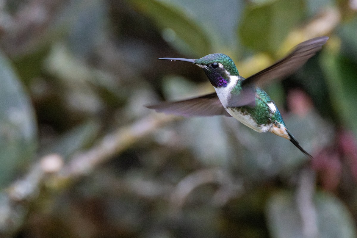 hvitbukkolibri - ML645946456