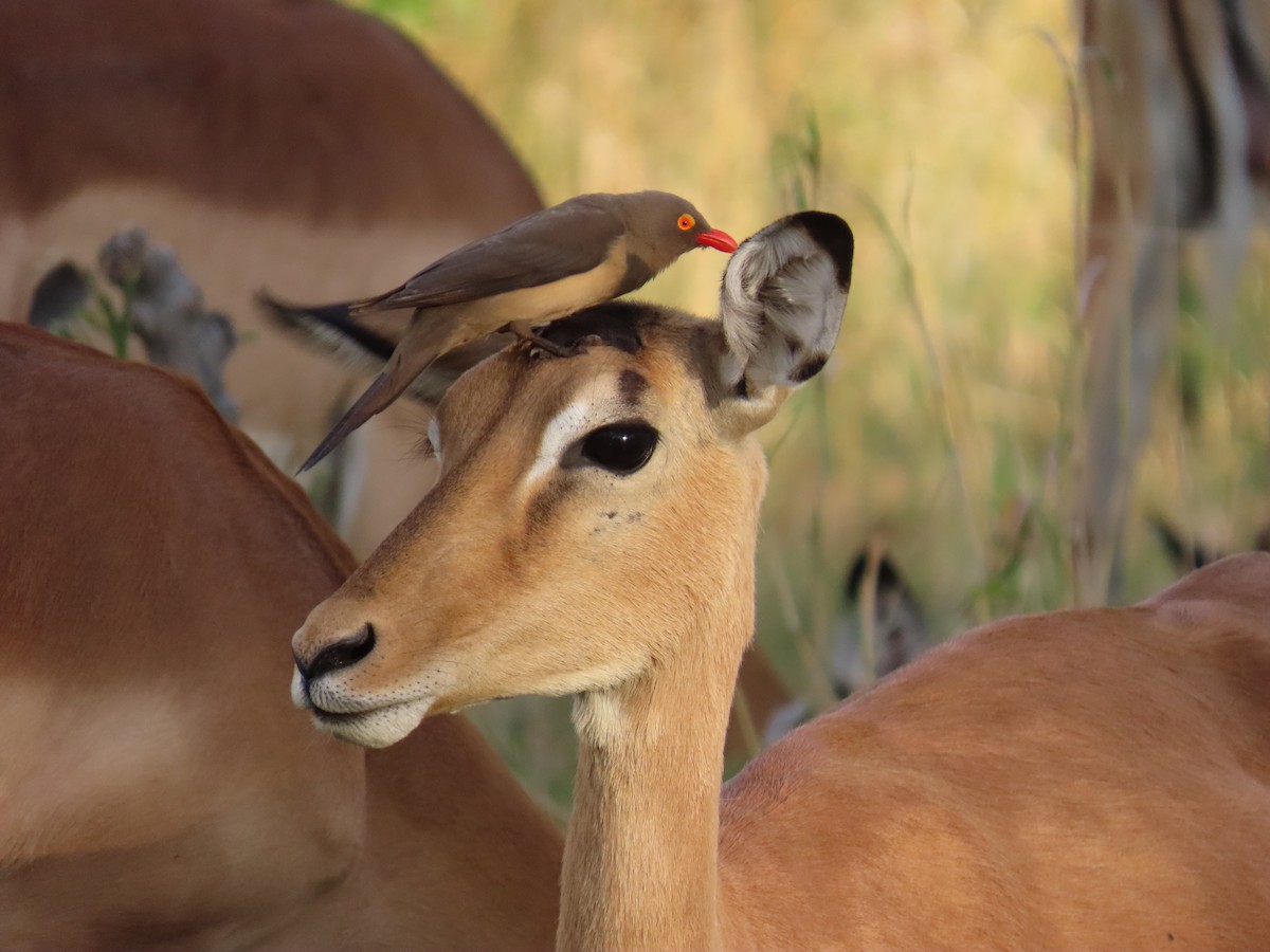 Red-billed Oxpecker - ML645946472