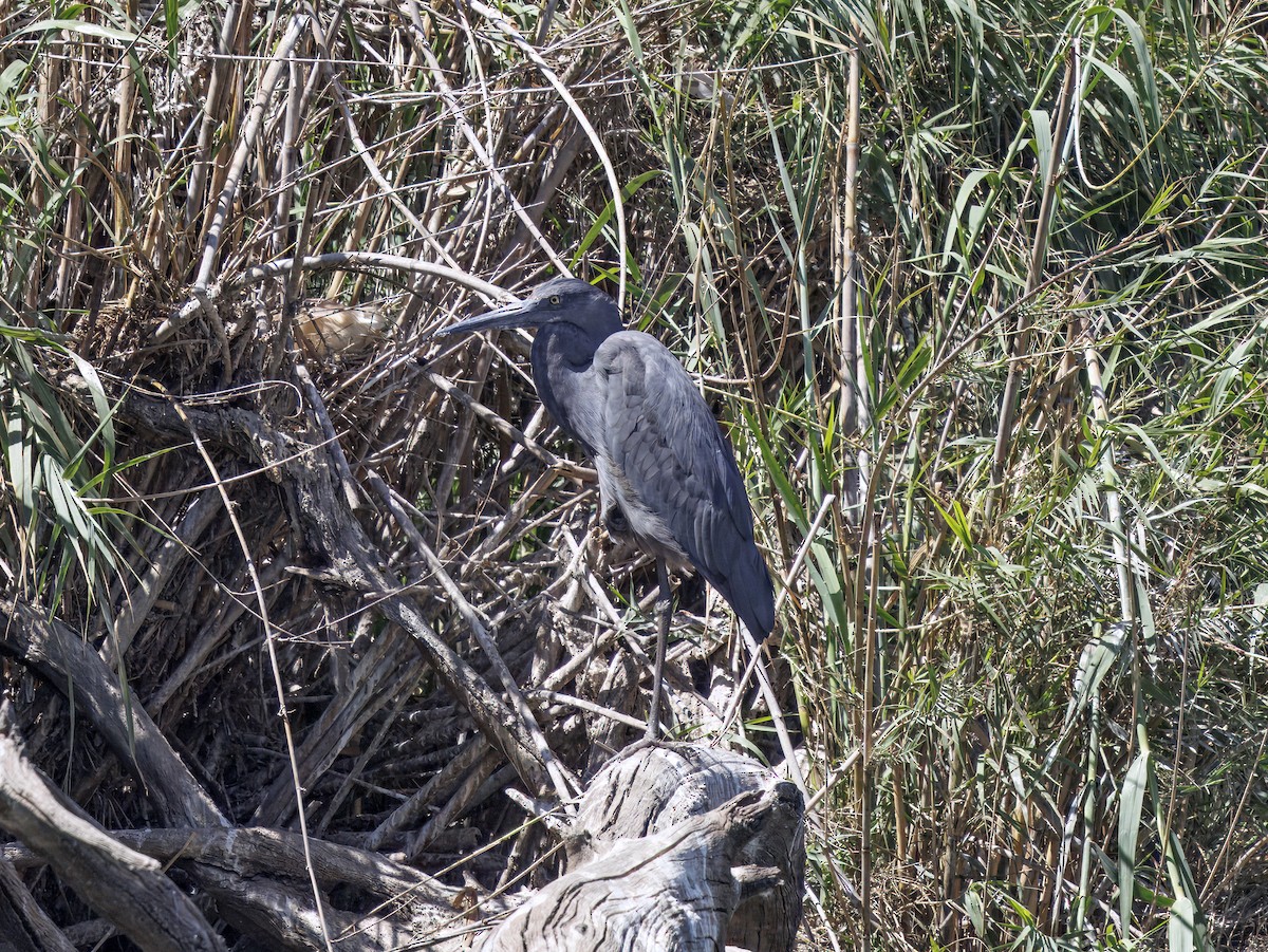 Humblot's Heron - ML645946475