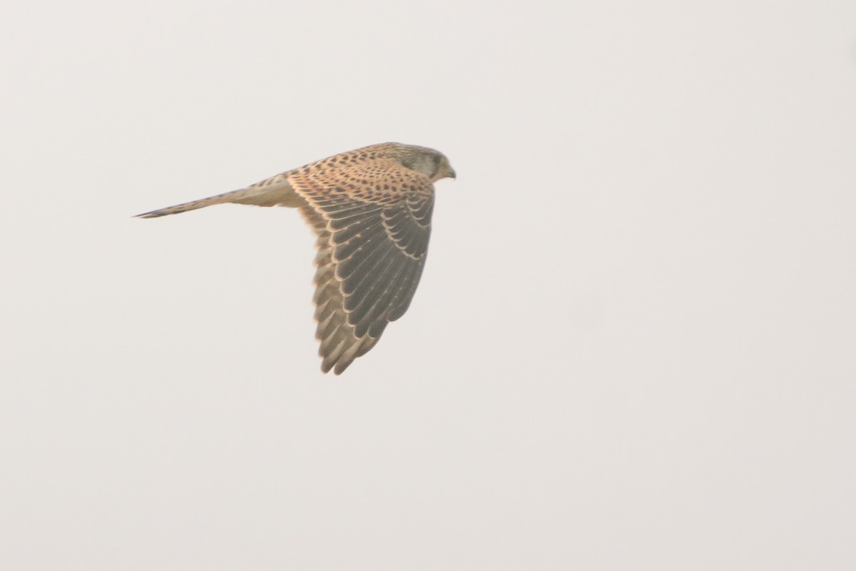 Eurasian Kestrel - ML645946483