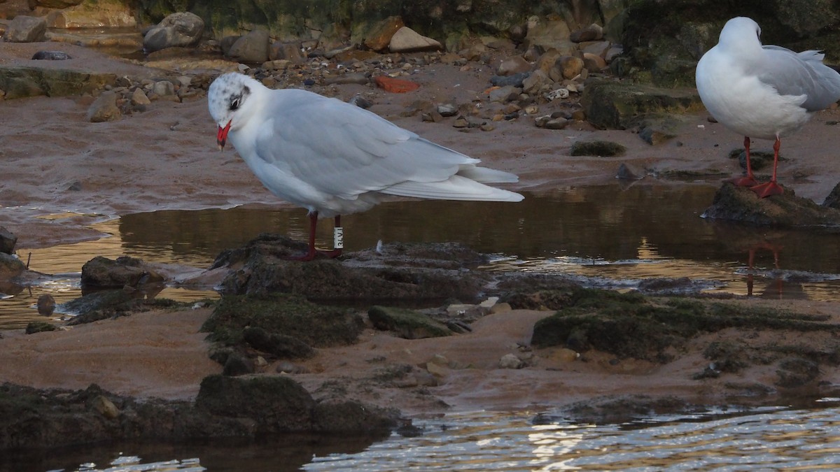 Mediterranean Gull - ML645946484