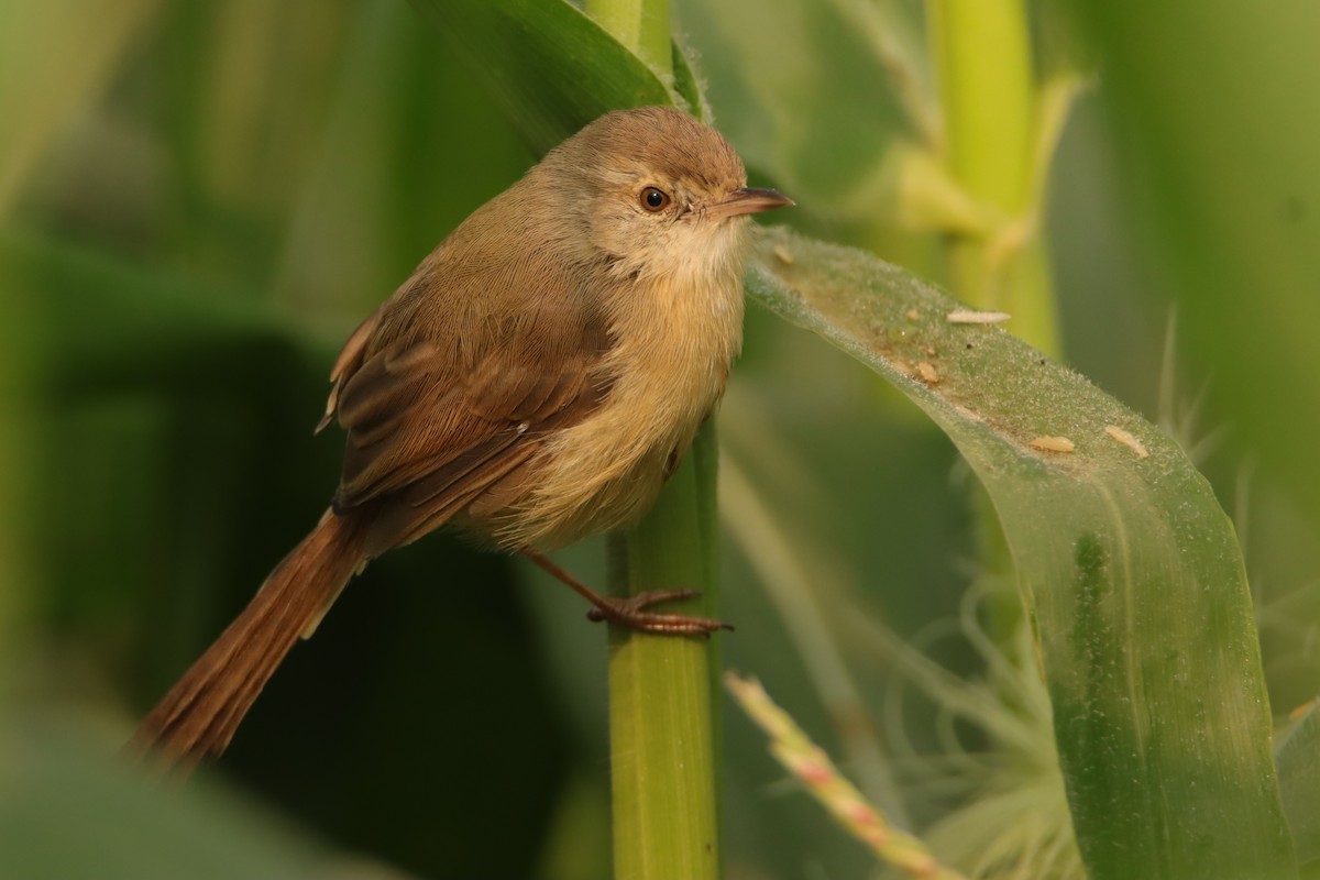 Plain Prinia - ML645946495