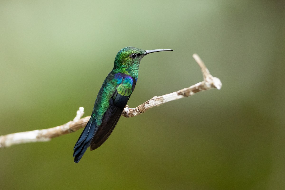 Fork-tailed Woodnymph - ML645946502