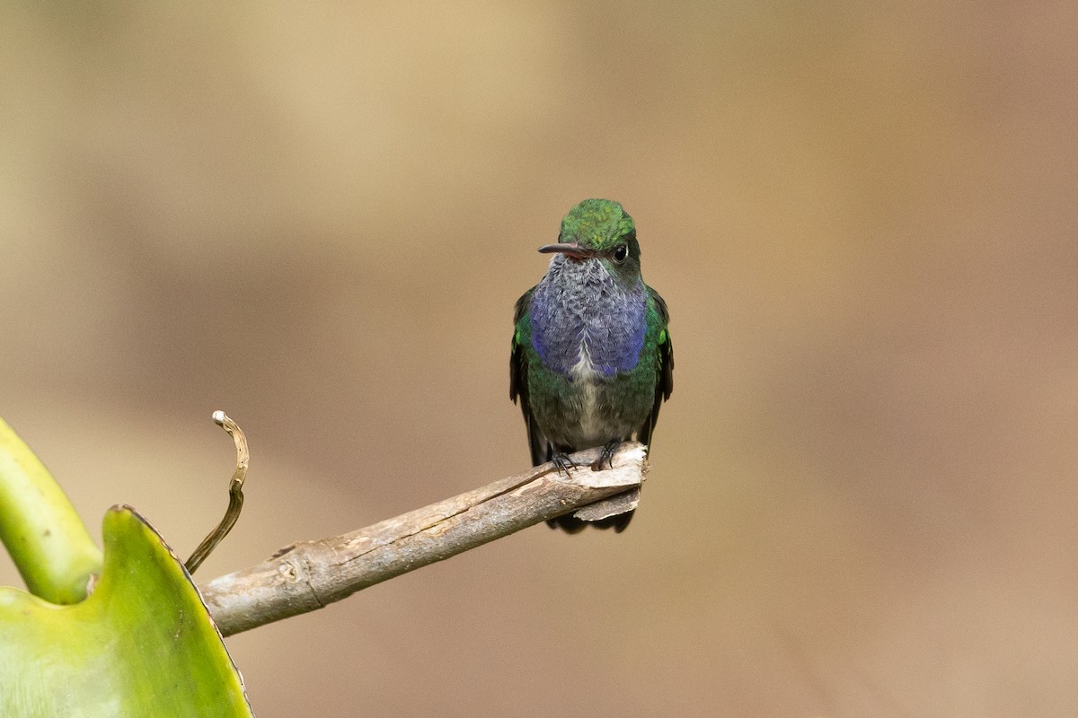 Sapphire-spangled Emerald - ML645946503