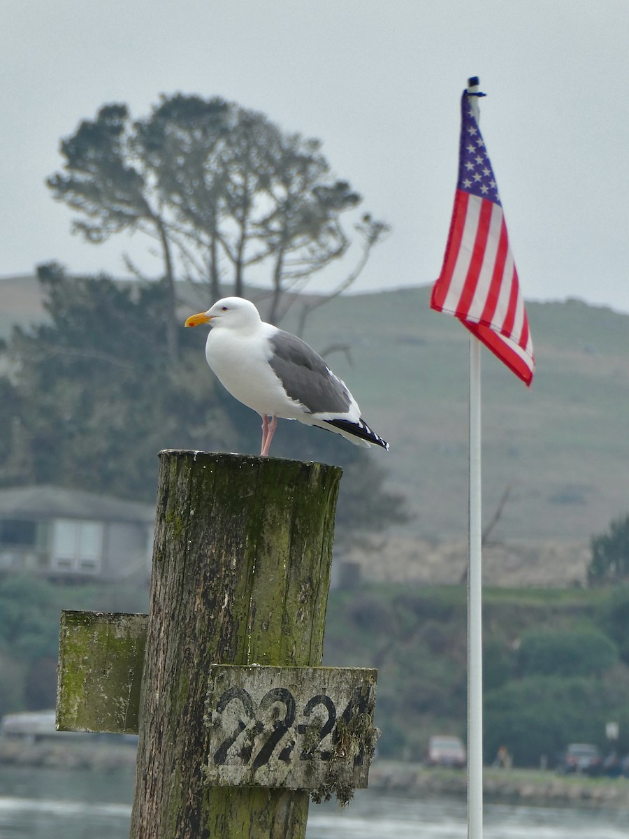 Мартин західний - ML645946507