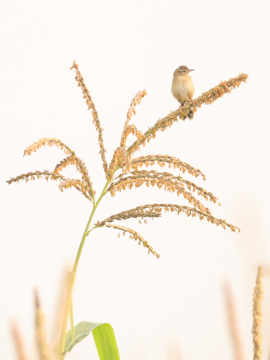 Zitting Cisticola - ML645946508