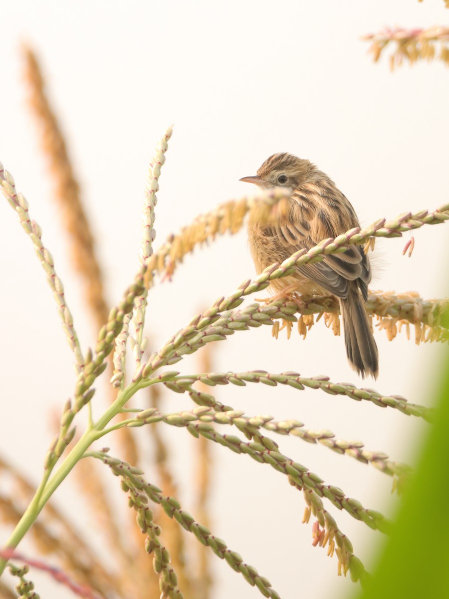 Zitting Cisticola - ML645946509