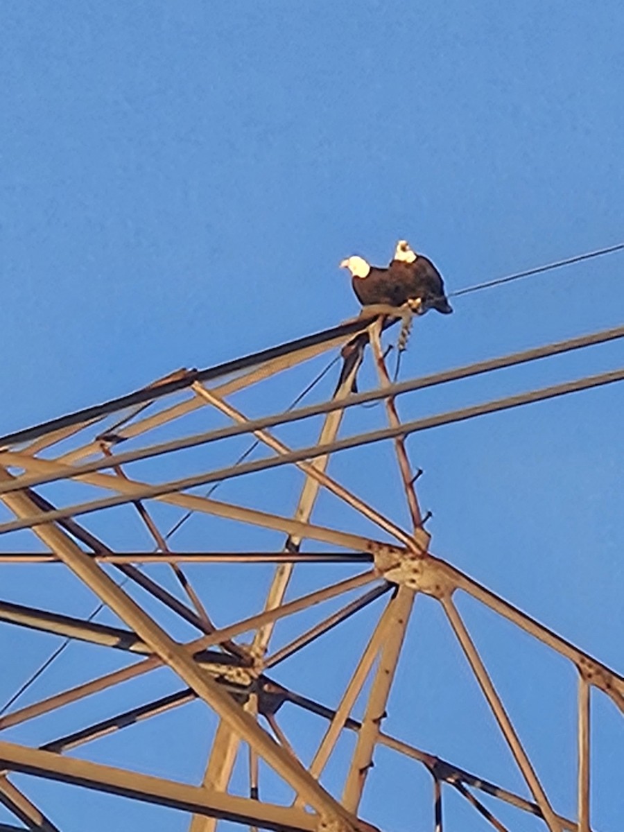 orel bělohlavý - ML645946511